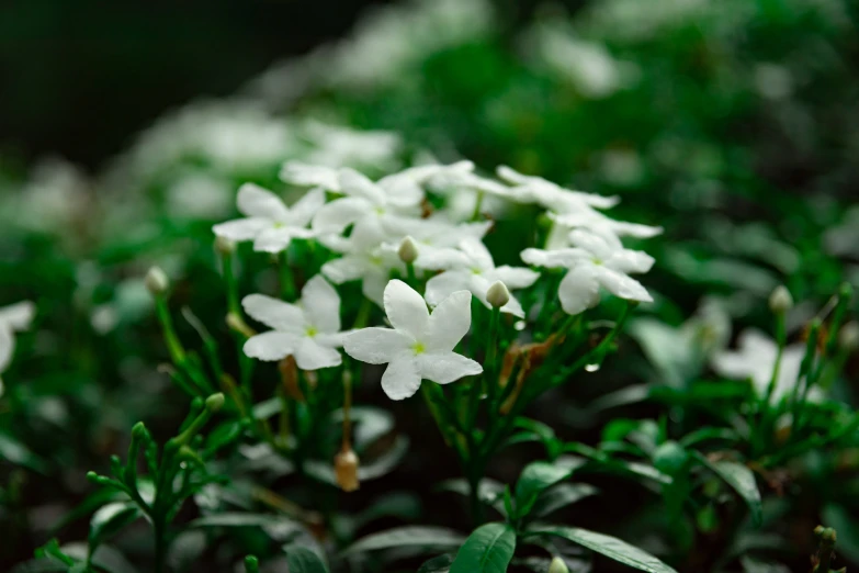 small white flowers sitting in the middle of some grass