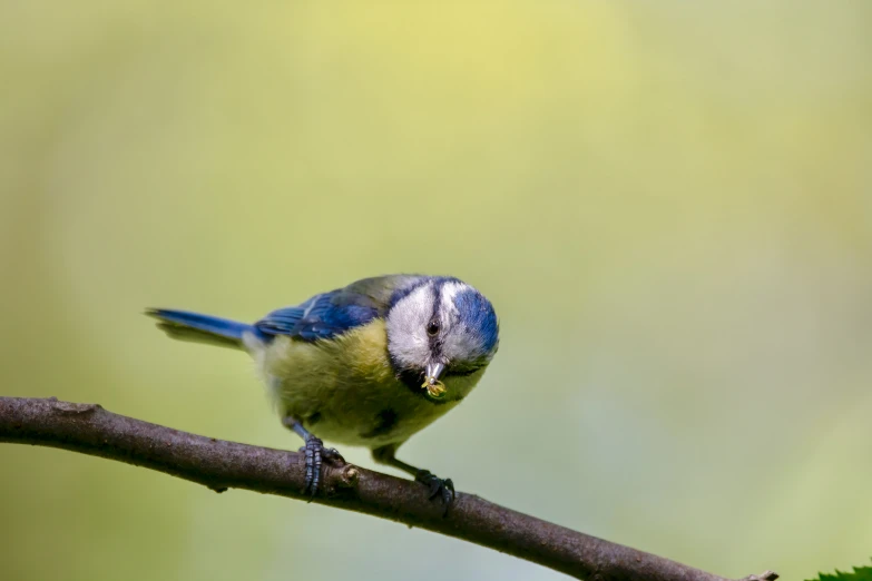 a bird that is sitting on a nch