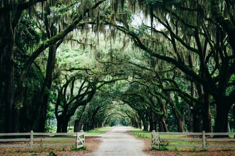 trees are overhanging the path to a grassy field