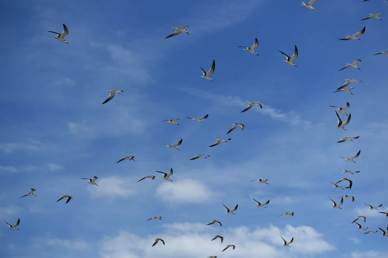 a flock of birds flying against a blue cloudy sky