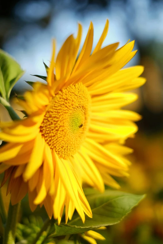 a sunflower standing still on a sunny day