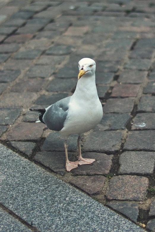 the bird is standing on the cobblestones alone