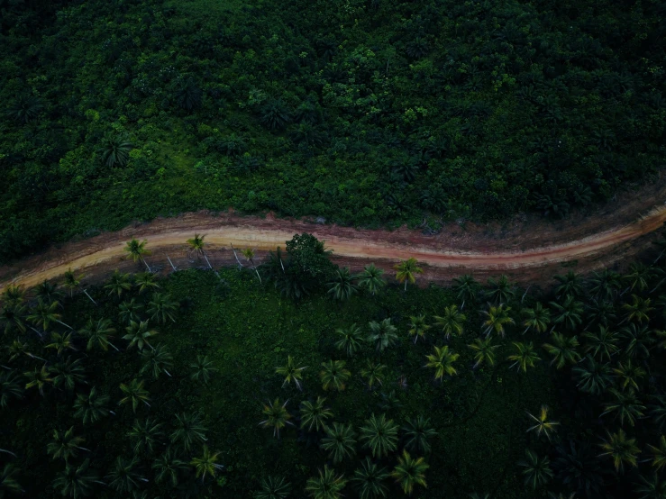 aerial view of road in the forest next to trees