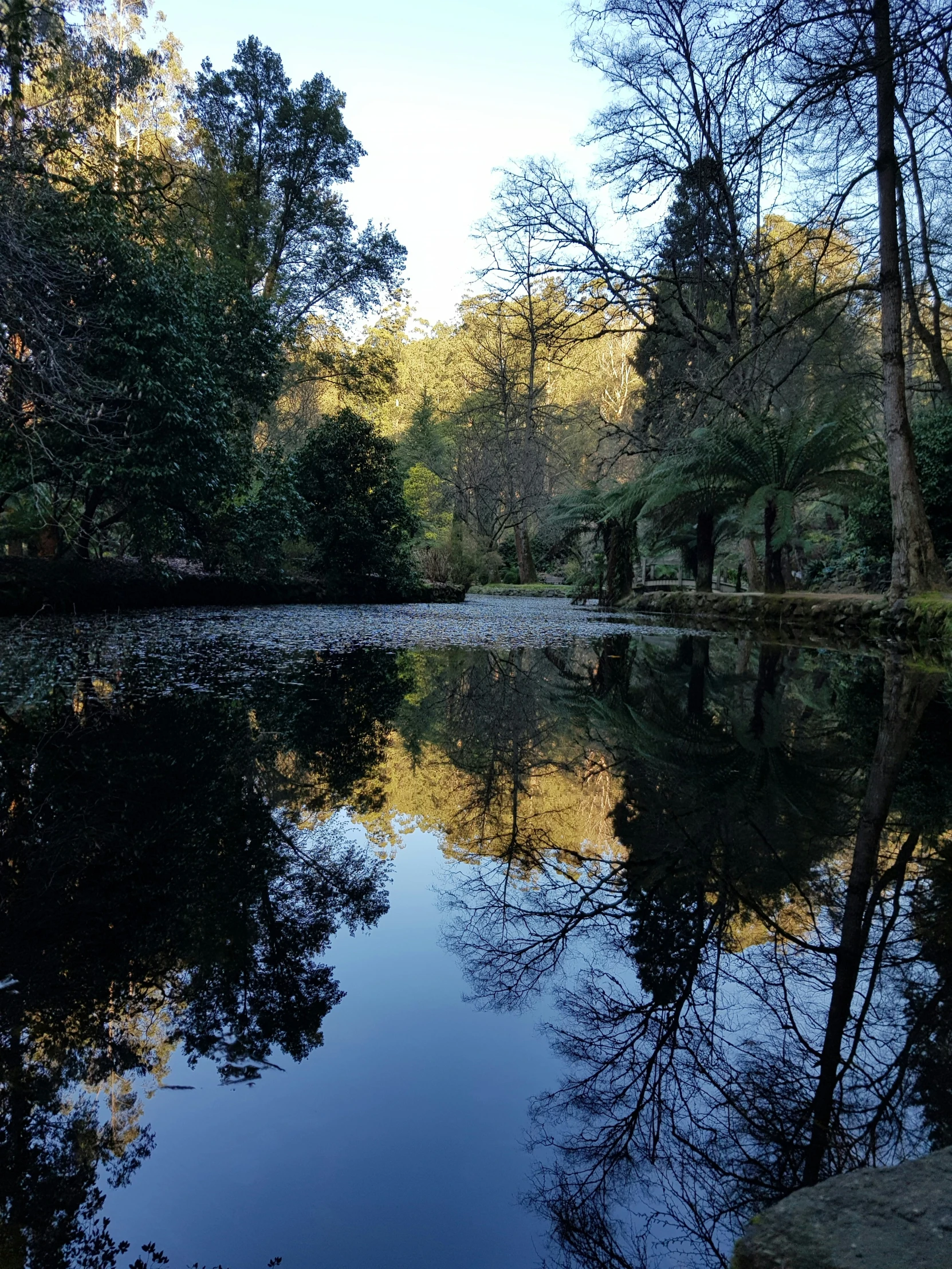 the trees and the water have turned a vint shade