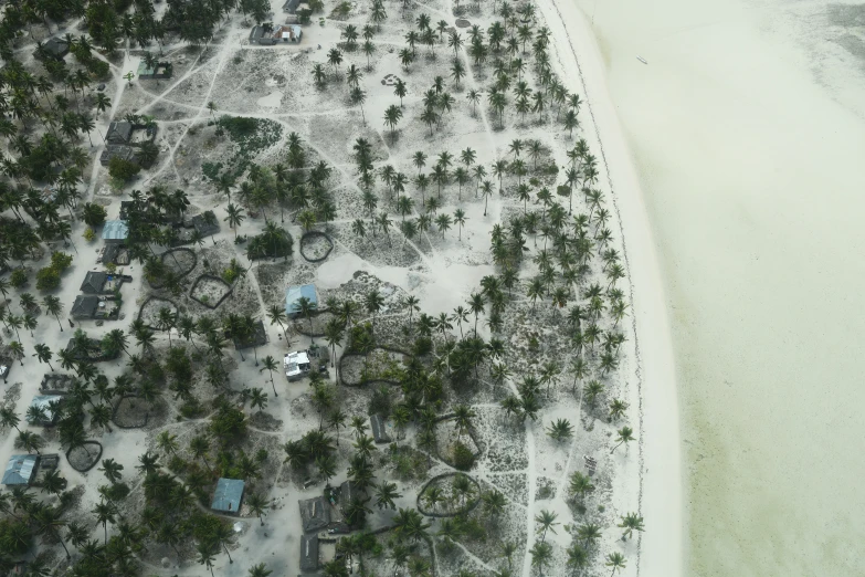 an aerial view of the beach and palm trees