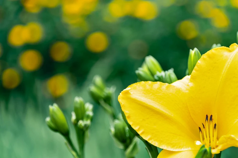 a yellow flower is blooming in a green field