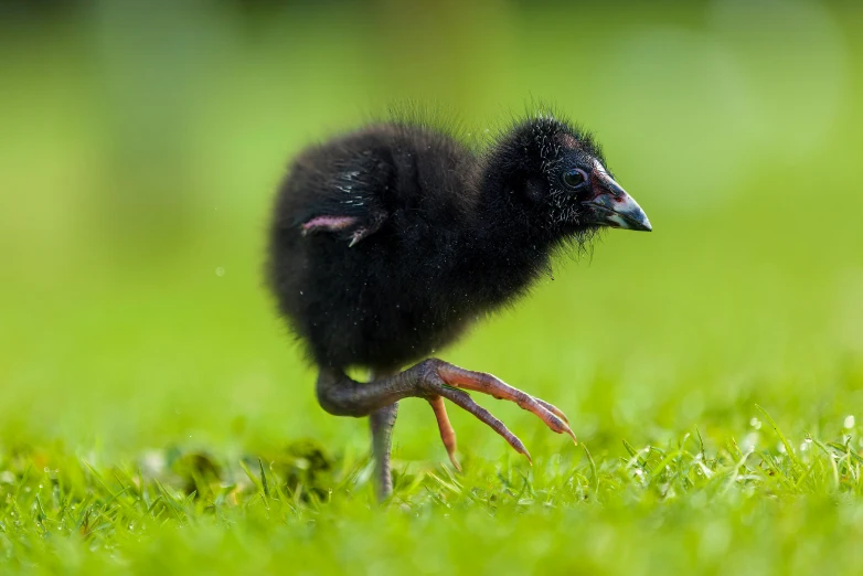 an ostrich is standing alone on some grass