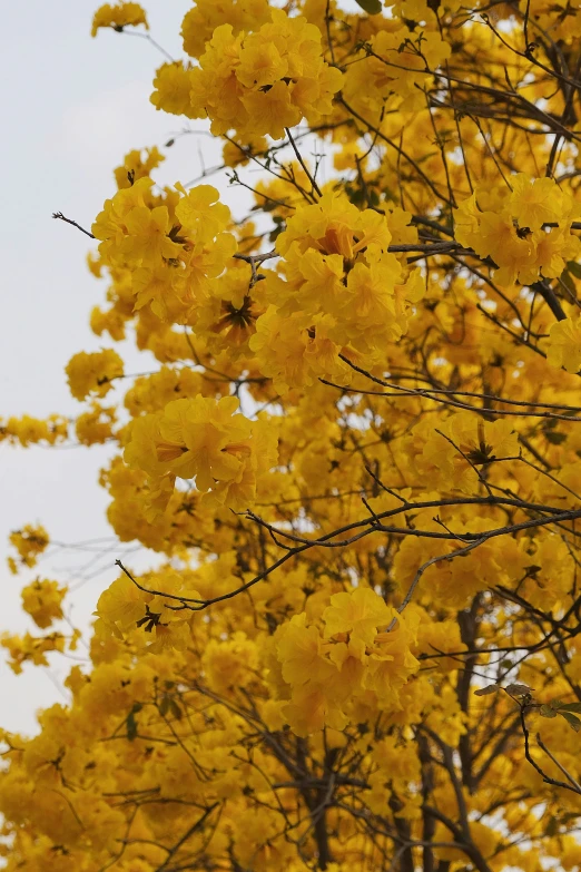 this is a tree full of yellow flowers