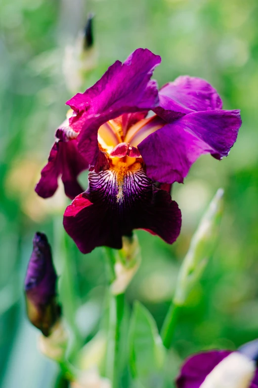 the iris is purple and has yellow and red blooms