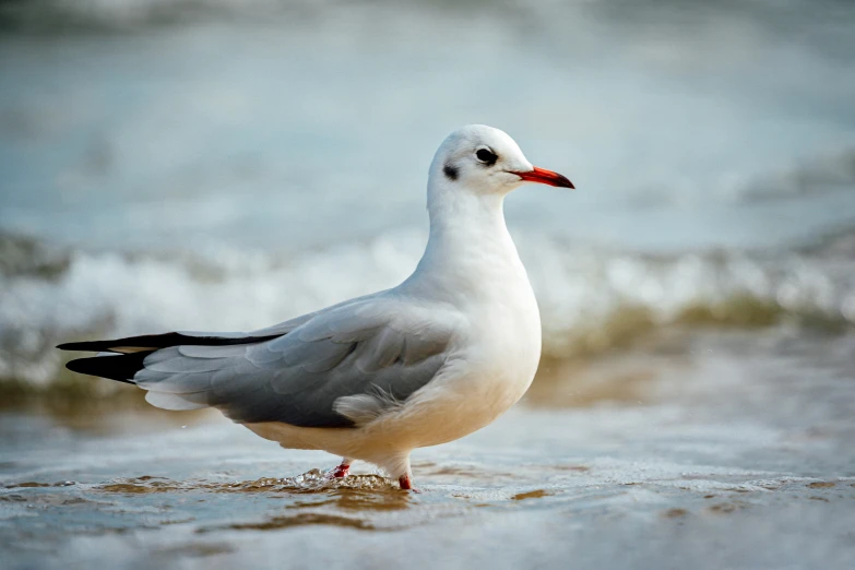 a seagull standing on the beach while looking out to sea