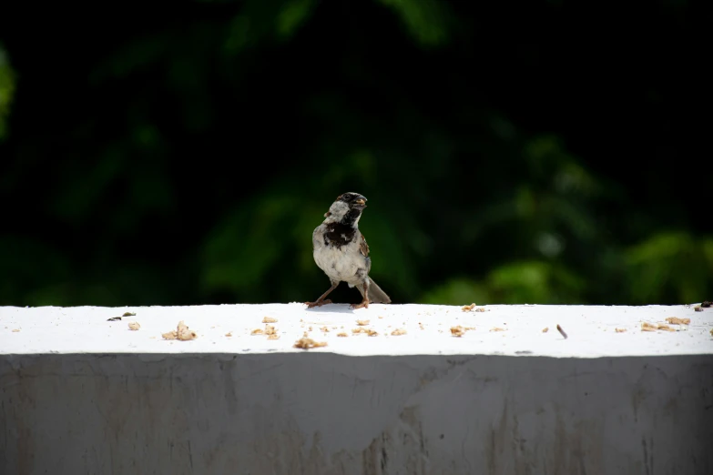 a small bird is perched on a wall