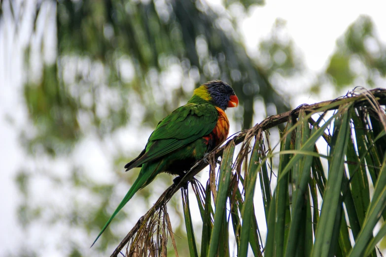 a parrot perched on top of a palm tree nch