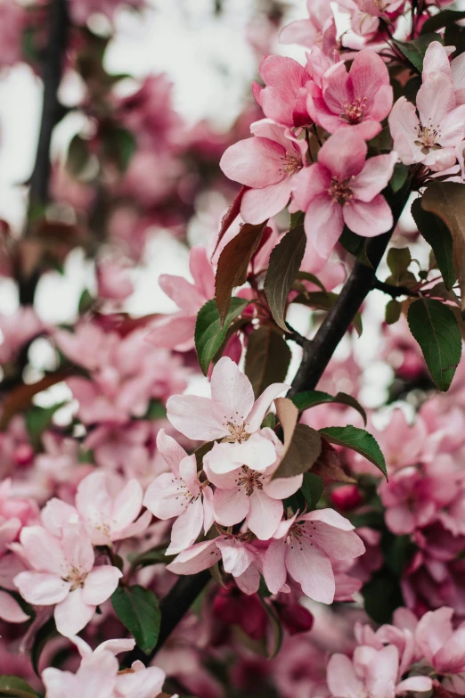 pink blossoms on the nches of the trees