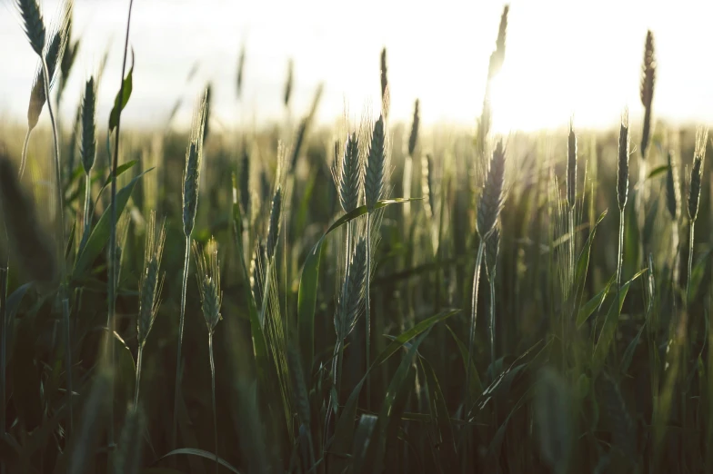 sunlight on tall green wheat fields in the evening