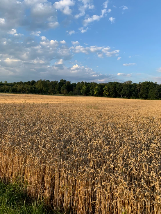 an empty field of grass with trees in the distance