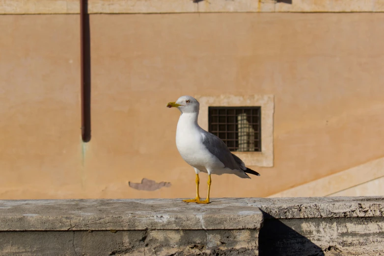 a small bird stands on the side of a stone wall