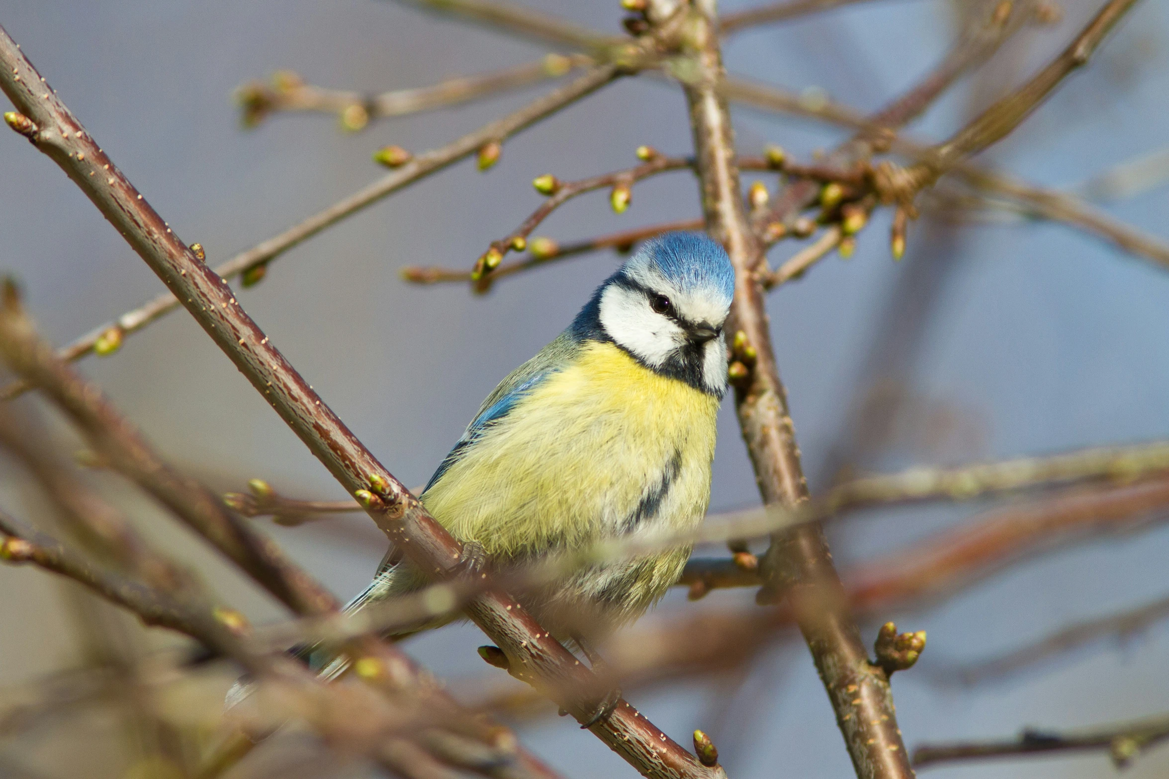 a small blue and yellow bird sitting on top of a tree nch