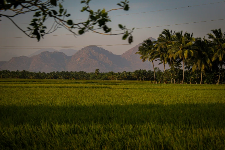 the palm trees stand behind power lines on an open field