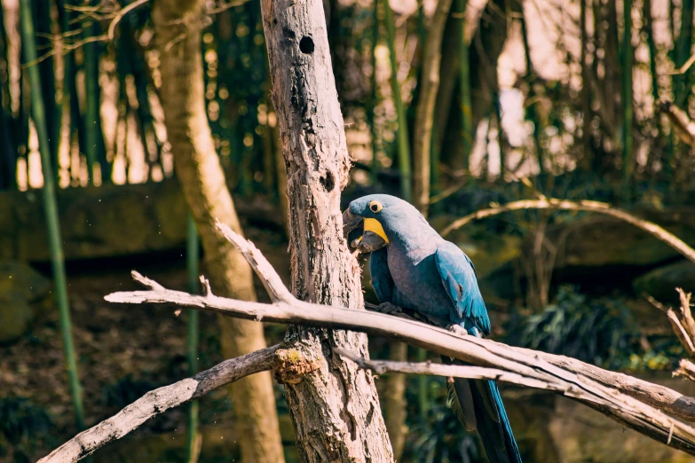 a blue and yellow bird sits on a tree nch