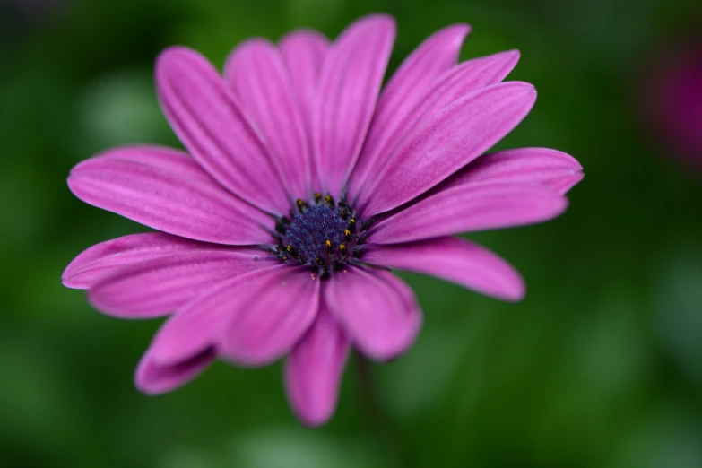 purple flowers are blooming with soft, blurry petals