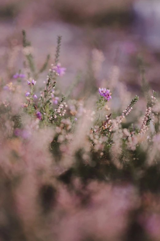 a pink flower that has some other small flowers