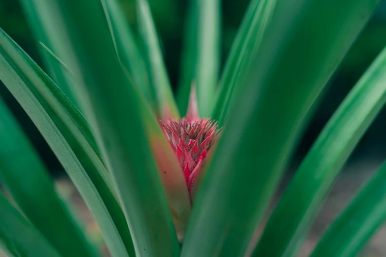 a close - up view of some red and green plants