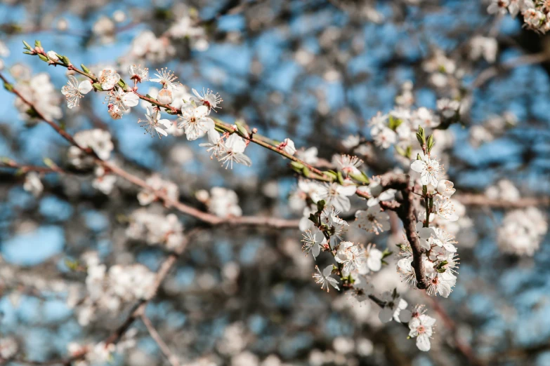 small white flowers are hanging on the nches of trees