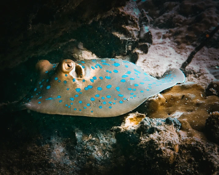 a stingfish with blue spots is laying on the beach