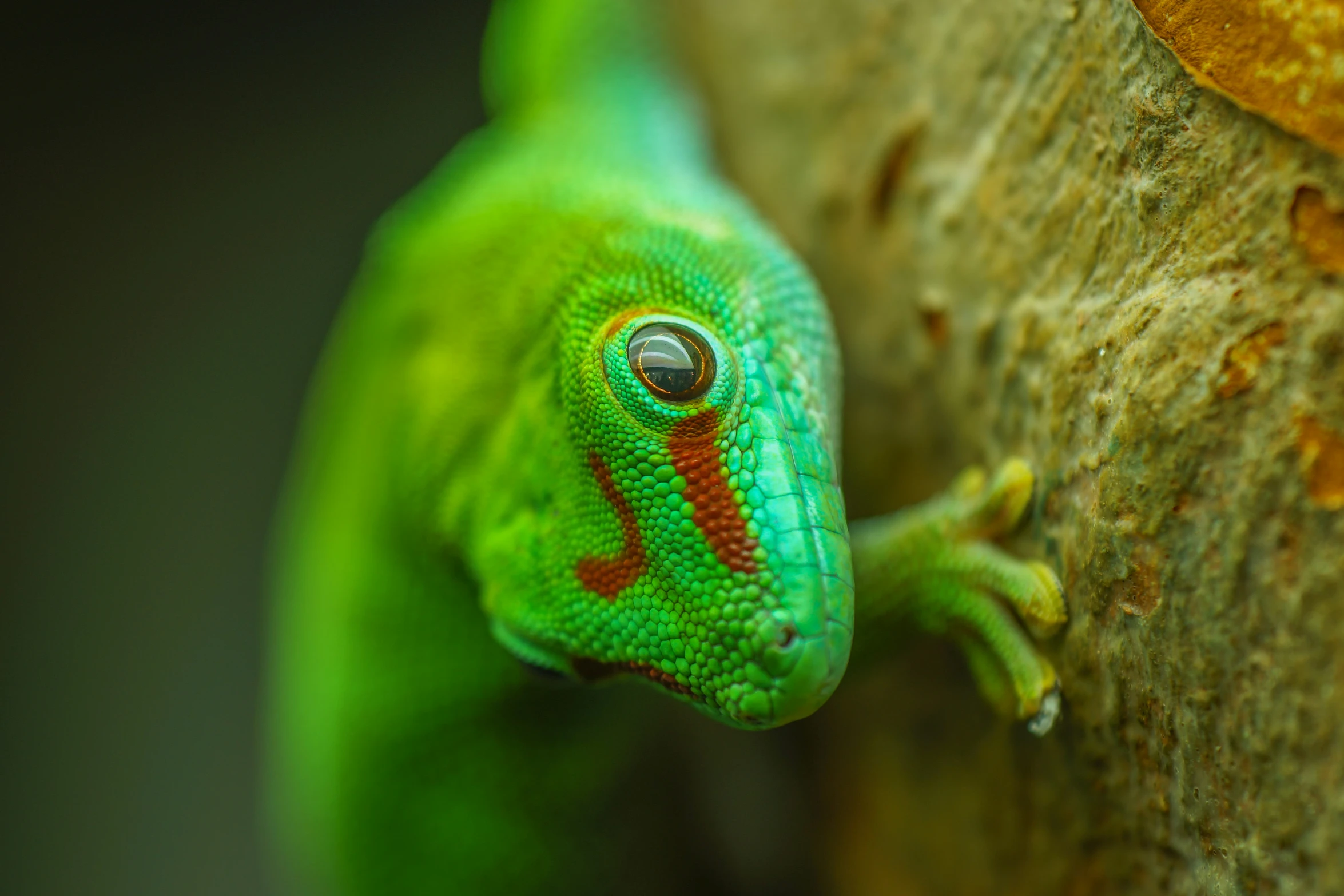 green lizard in the jungle with bright colors