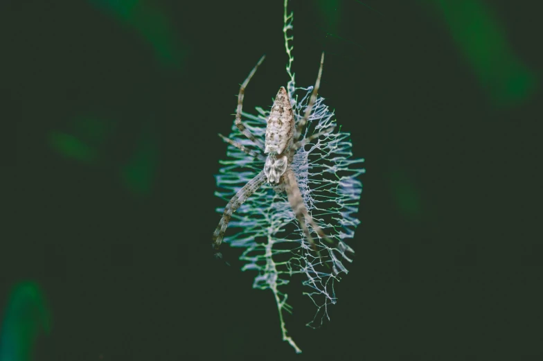 a close up of the flower that is on the plant