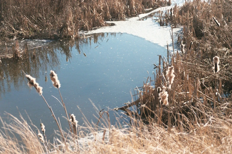 the grass is next to a frozen stream