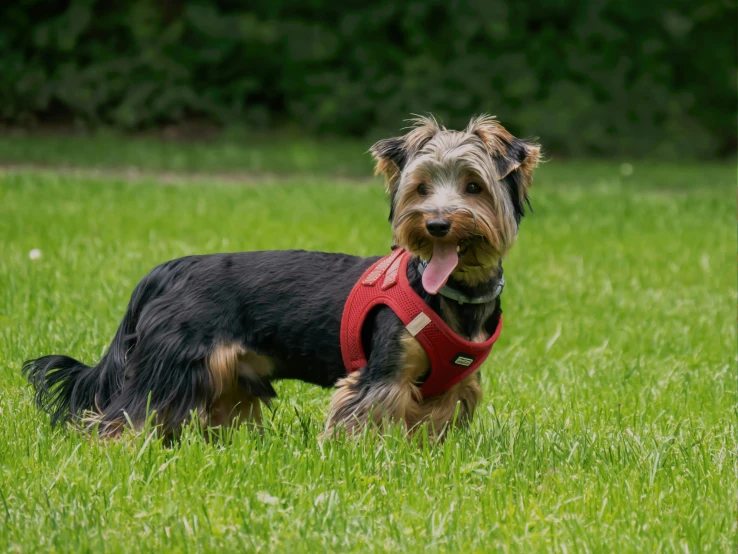 a small dog with a red collar is running across the grass