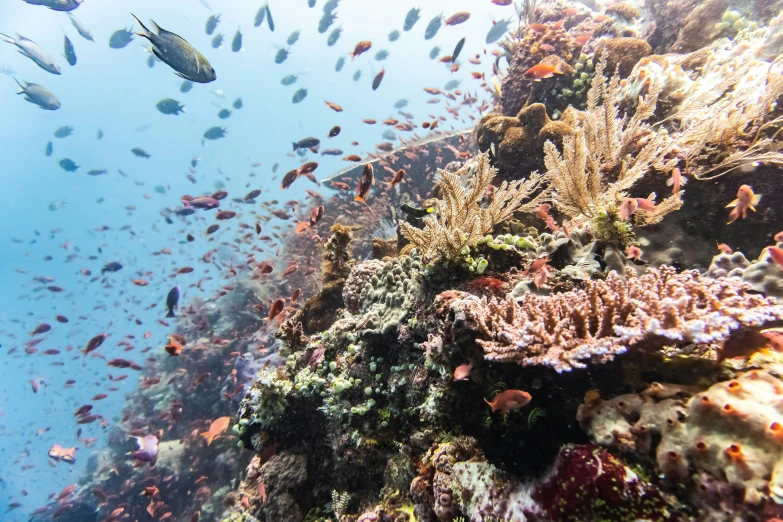 an underwater s of various types of fish