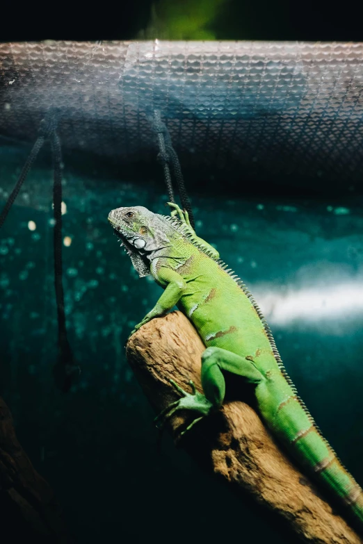 a lizard sitting on a nch in an enclosure