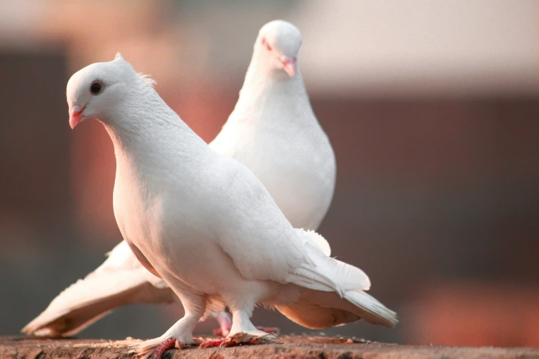 two white birds standing near each other in the sun