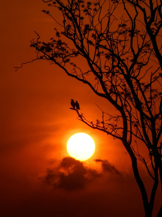 the sun rising behind two birds perched in the tree nches