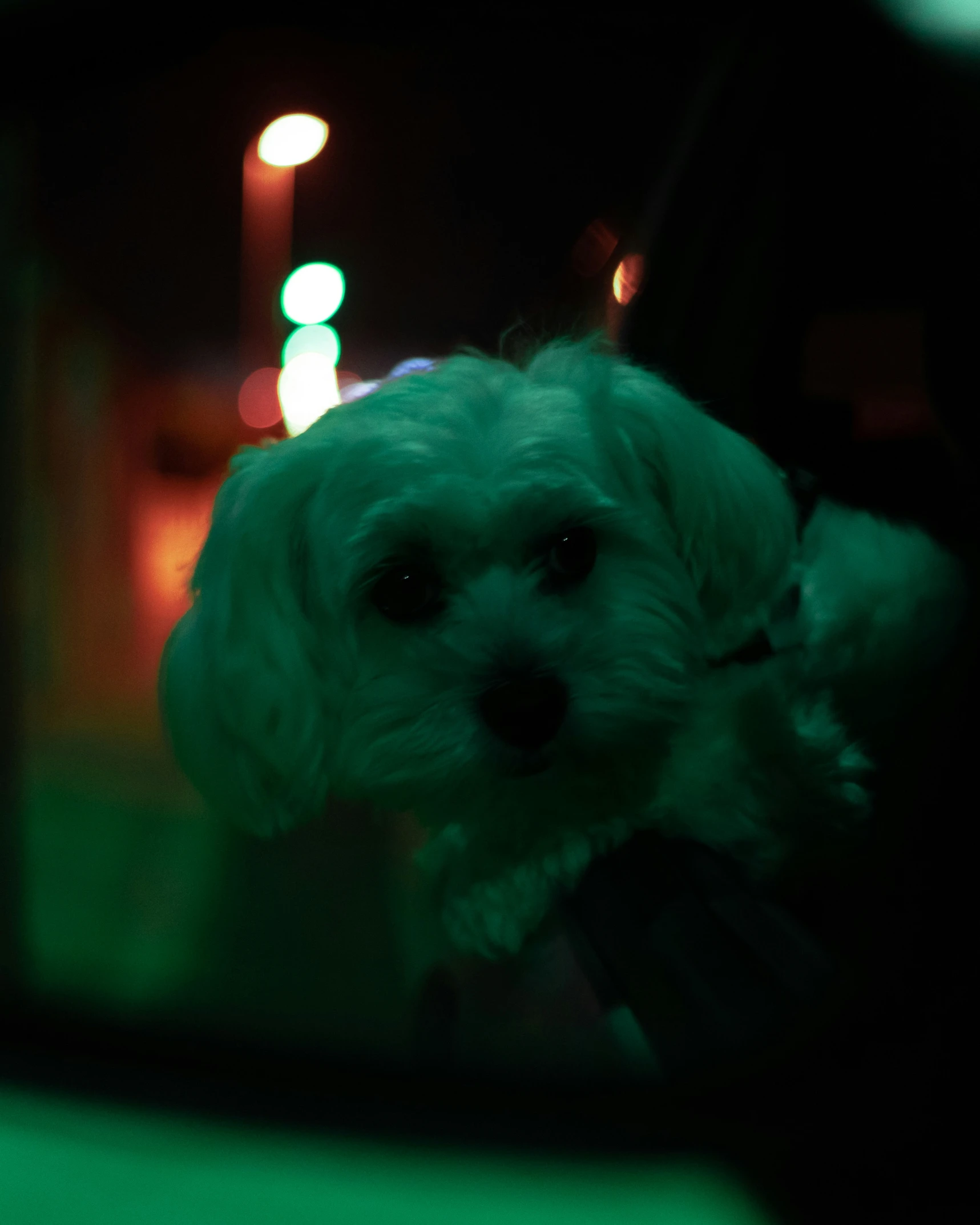 a reflection in a car window shows a small dog on the passenger seat