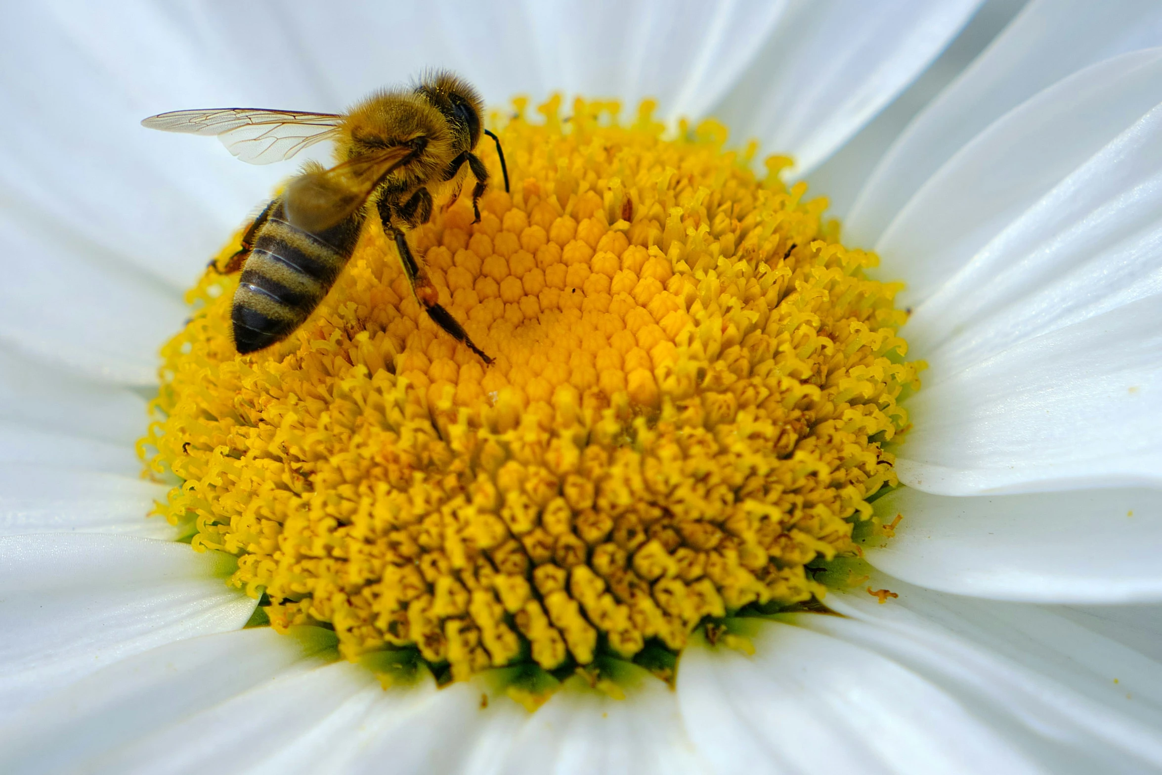 a bee rests on the center of a daisy