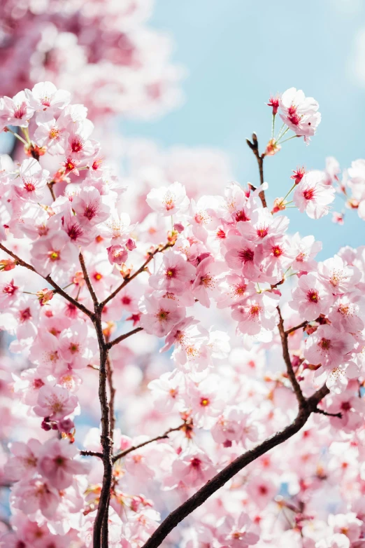 there are pink flowers blooming on the nch of this tree