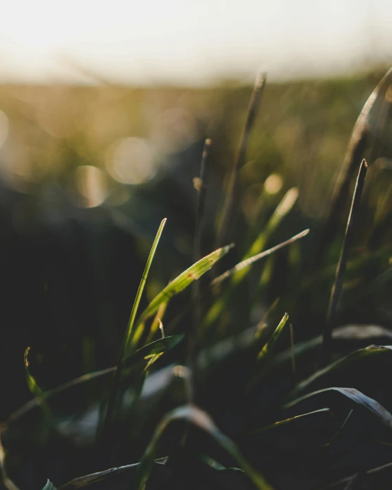 grass, blurred and a bright sun light