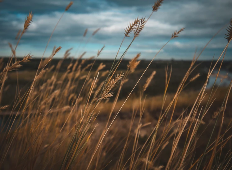 an image of tall brown grasses blowing in the wind