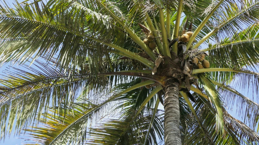 an extreme close up view of a palm tree