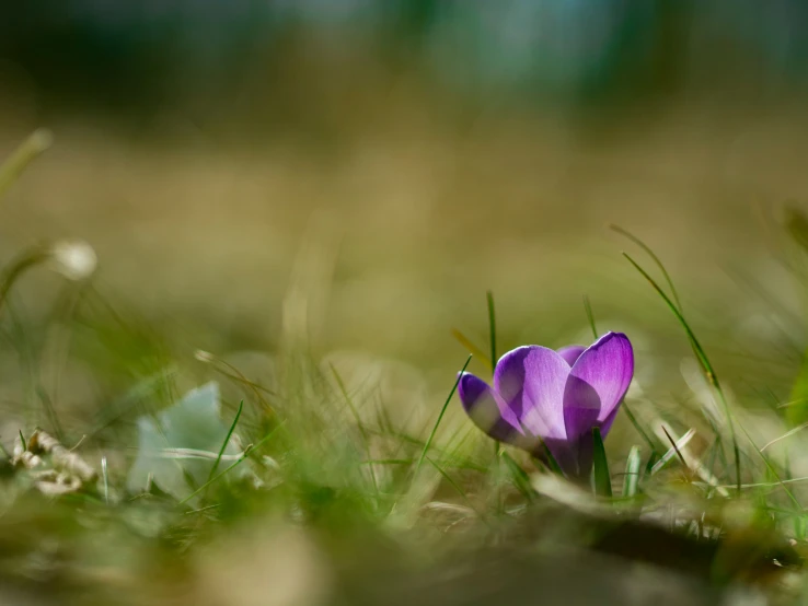 purple flower growing out of green grass