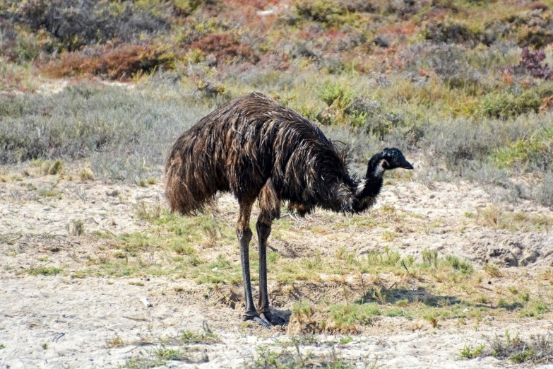 the ostrich is standing in a field looking for food
