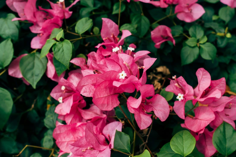 the large pink flowers are blooming near many green leaves