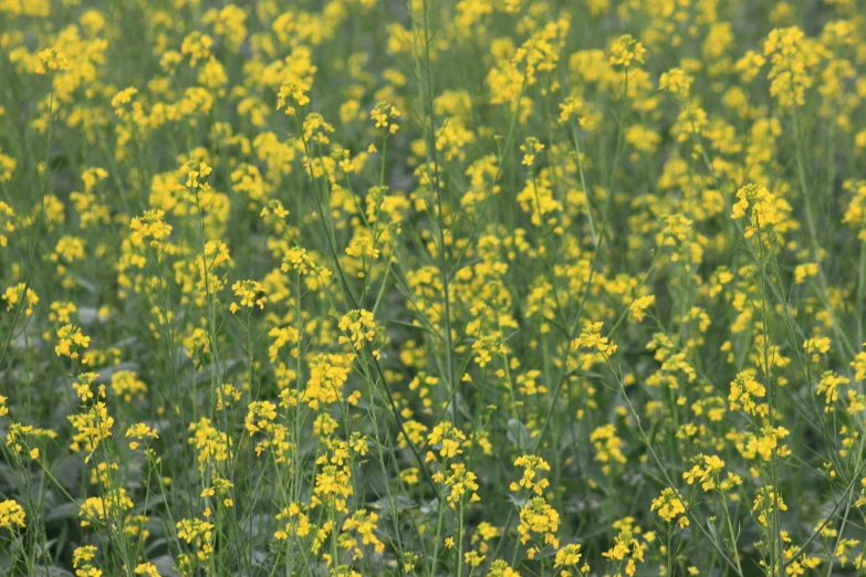 an open field with yellow flowers and one bird perched on a wooden post