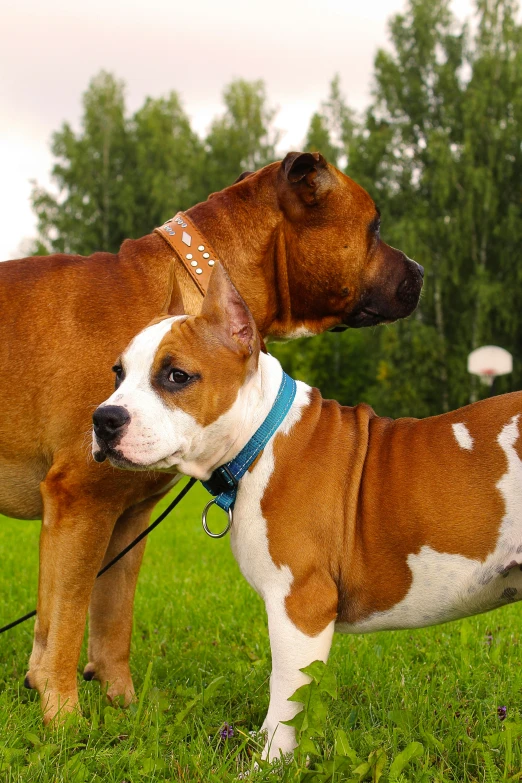 two dogs are standing in the grass next to each other