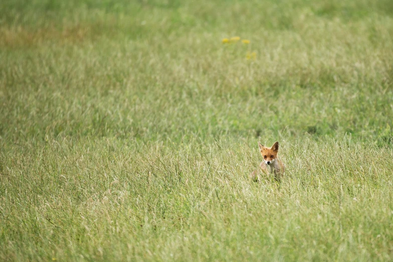 an animal that is standing in the grass