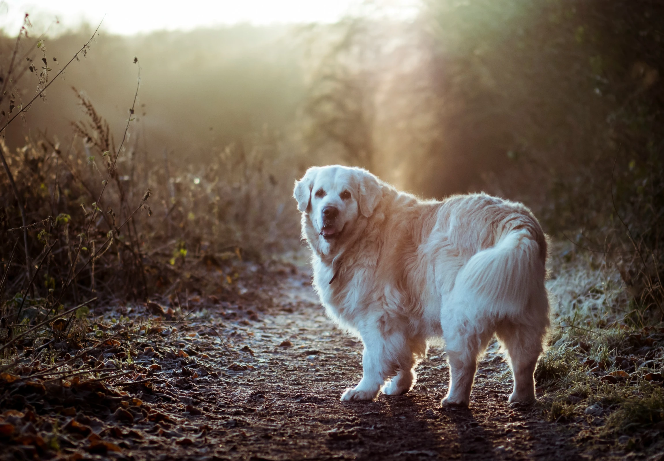 a large dog is standing in the woods