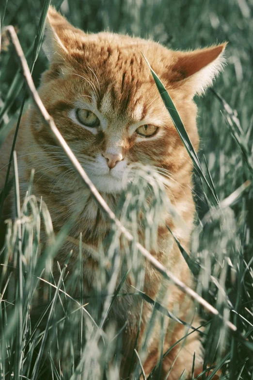 an orange and white cat laying in some grass